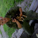 Ilya, 33